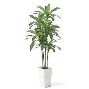 Artificial Dracaena Tree with White Pot & Moss