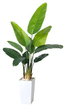 Bird of Paradise Artificial Plant 6FT with White Planter