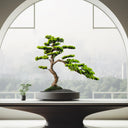Artificial Bonsai Tree with Ceramic Pot — Indoor Faux Juniper Plant Decor