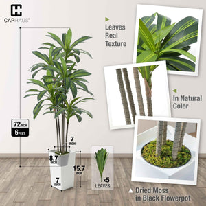Artificial Dracaena Tree with White Pot & Moss