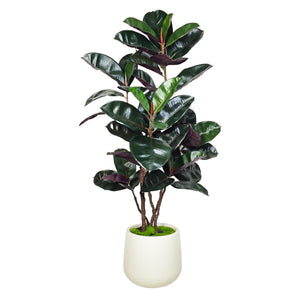 Artificial Rubber Tree with White Pot, 54.5" Tall