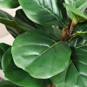 Artificial Fiddle Leaf Fig Tree with White Planter – 5ft, 6ft, 7ft