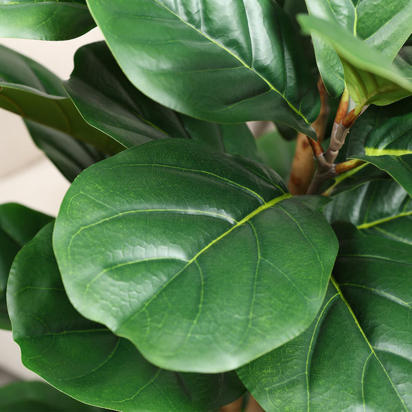Artificial Fiddle Leaf Fig Tree with White Planter – 5ft, 6ft, 7ft