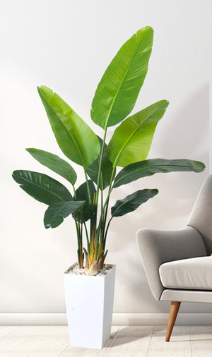 Bird of Paradise Artificial Plant 6FT with White Planter