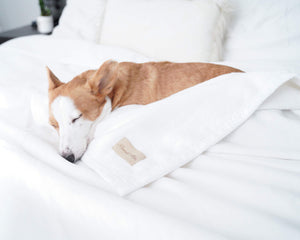 All Seasons Cotton Throw Blanket – White