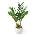 Artificial ZZ Plant in Pot – Set of 2