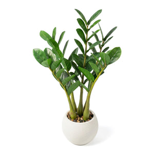 Artificial ZZ Plant in Pot – Set of 2