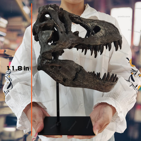 T-Rex Skull Dinosaur Statue
