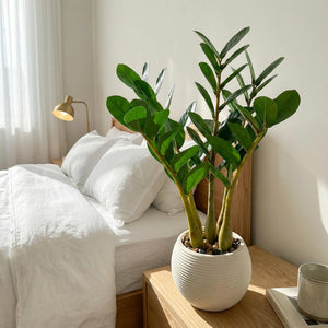 Artificial ZZ Plant in Pot – Set of 2