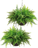 Artificial Hanging Ferns 2 Pack – Large Faux Boston Fern Bushes UV Resistant