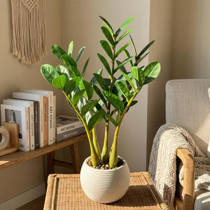 Artificial ZZ Plant in Pot – Set of 2