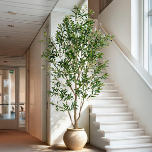 Artificial Olive Tree Indoor with White Pot & Moss