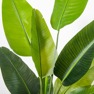 Bird of Paradise Artificial Plant 6FT with White Planter