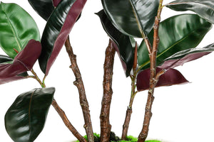 Artificial Rubber Tree with White Pot, 54.5" Tall