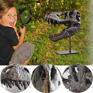 T-Rex Skull Dinosaur Statue