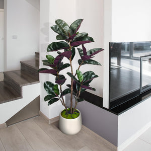 Artificial Rubber Tree with White Pot, 54.5" Tall