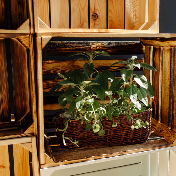 Large Wooden Flamed Storage Box with Lid